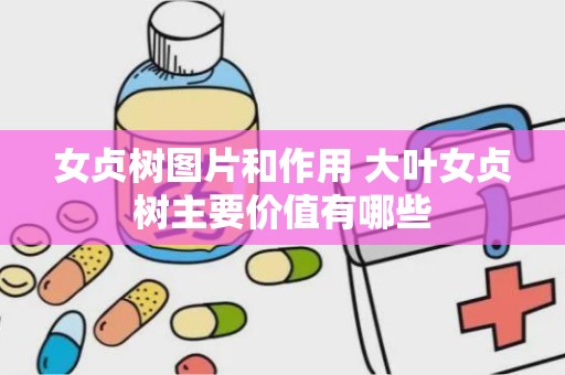 女贞树图片和作用 大叶女贞树主要价值有哪些